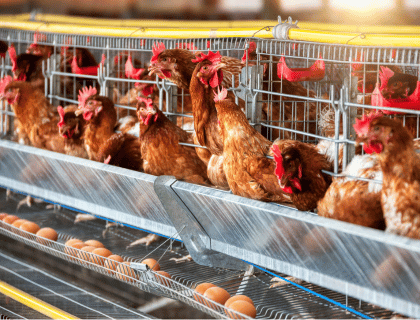 دراسة جدوى مشروع دواجن بياض في السعودية